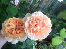 ���� �����-��������� Candlelight