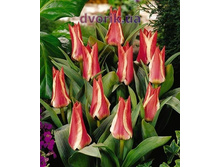 �������� �������. ������� ���-����� 104,3 ���. ��. (� �������� 7 ��.). ������ �� 20 ��. ������� ������ �� 8 ��..jpg