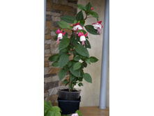 ��� �����