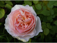 ������� �����