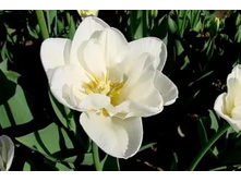 �������� �������� ������� �-� ��-�� ���. ����2jpg.jpg