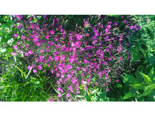 P 20170716 175120.jpg