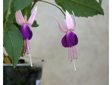 Shadow Dancer Carolina