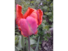 2017-05-16 17.44.06.jpg