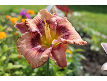 ��� ������.JPG