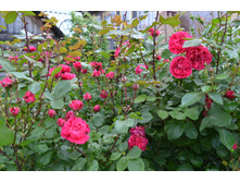DSC 0499.JPG