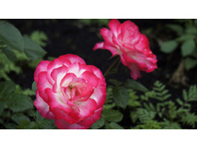 Jubile du Prince de Monaco