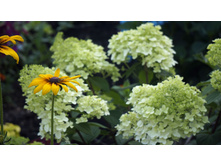 ������ �����