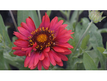 ��������� ��������������� Mesa Red