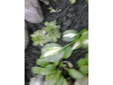 2017-06-19 20.24.32.jpg