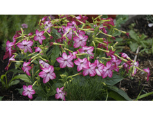 ����� �������� Saratoga Purple Bicolor