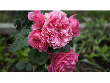 �������� �� �����