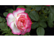 Jubile du Prince de Monaco