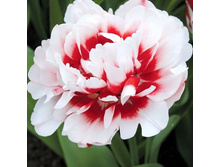 �������� �������� ������� ����-���� ���. ����.jpg