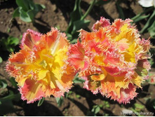 �������� �������� ������� ���-��� ���. ����2.jpg