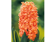 ��-���-�� �������� ��-���� ��-��. 88,5 ���. ��. (� �������� 3 �.). ������ �� 25 ��. ������� ������ 4 ��..jpg