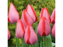 �������� ��������� ������� ��-�� ���. ����.jpg