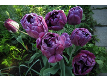 �������� �������� ������ ��-� ���-���� ���. ����.jpg