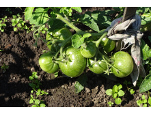 ������ �� �����