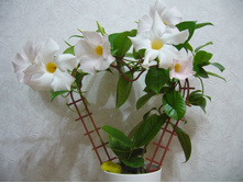 ����������  ����� -  450 ���.