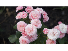 ���������� Bailando