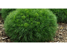 ����� ������ ���. �����