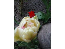 2017-05-16 17.42.54.jpg