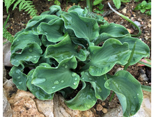 ����� Church Mouse.jpg