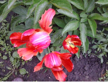 2017-06-03 18.44.42.jpg