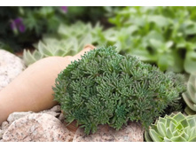 ������ ������.70