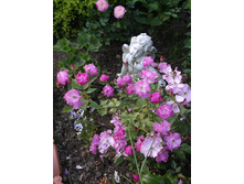 �������� ����