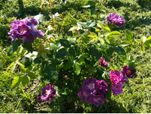 IMG 20170718 172558.jpg