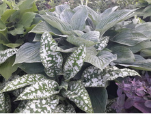 19657040 1966097743415789 2730153493842425843 n.jpg