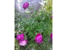 2016-06-06 17.16.35.jpg