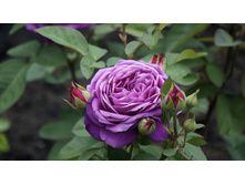 ����� ����