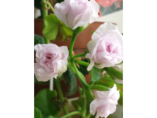 IMG 20170521 140632.jpg