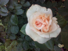 IMG 20170707 175553.jpg