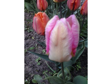 2017-05-16 17.45.35.jpg