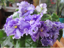 ���� 030.jpg