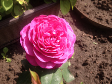 ����� ���� �� ������� ����������� (����������)