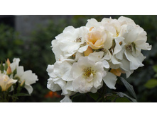 Sally Holmes (�����)