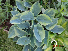 Tokudama Flavocircinalis 150�