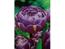 �������� �������� ������ ��-� ���-���� 97,3 ���. ��. (� �������� 7 ��.). ������ �� 45 ��. ������� ������ �� 10 ��..jpg