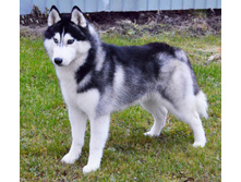 ���� ������ ����