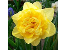 ���-���� ���-����� ��-� ��-���� 49,5 ���. ��. (� �������� 3 ��.). ������ �� 40 ��. ������� ������ �� 9 ��.!!!!!!!!!!!!!! ��������.jpg