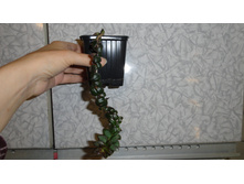 �������� �������� (�. �arnival)- 150  ���.