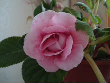 ��������� ������� �����-������� ��������