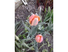 2017-05-07 18.38.35.jpg