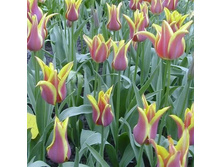 �������� ������������ ��-���� ���. ���� .jpg