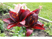 ����� ������.JPG